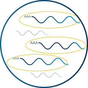 Full-Length-sequencing-icon