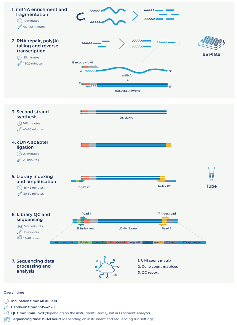 FL BRB-seq-1