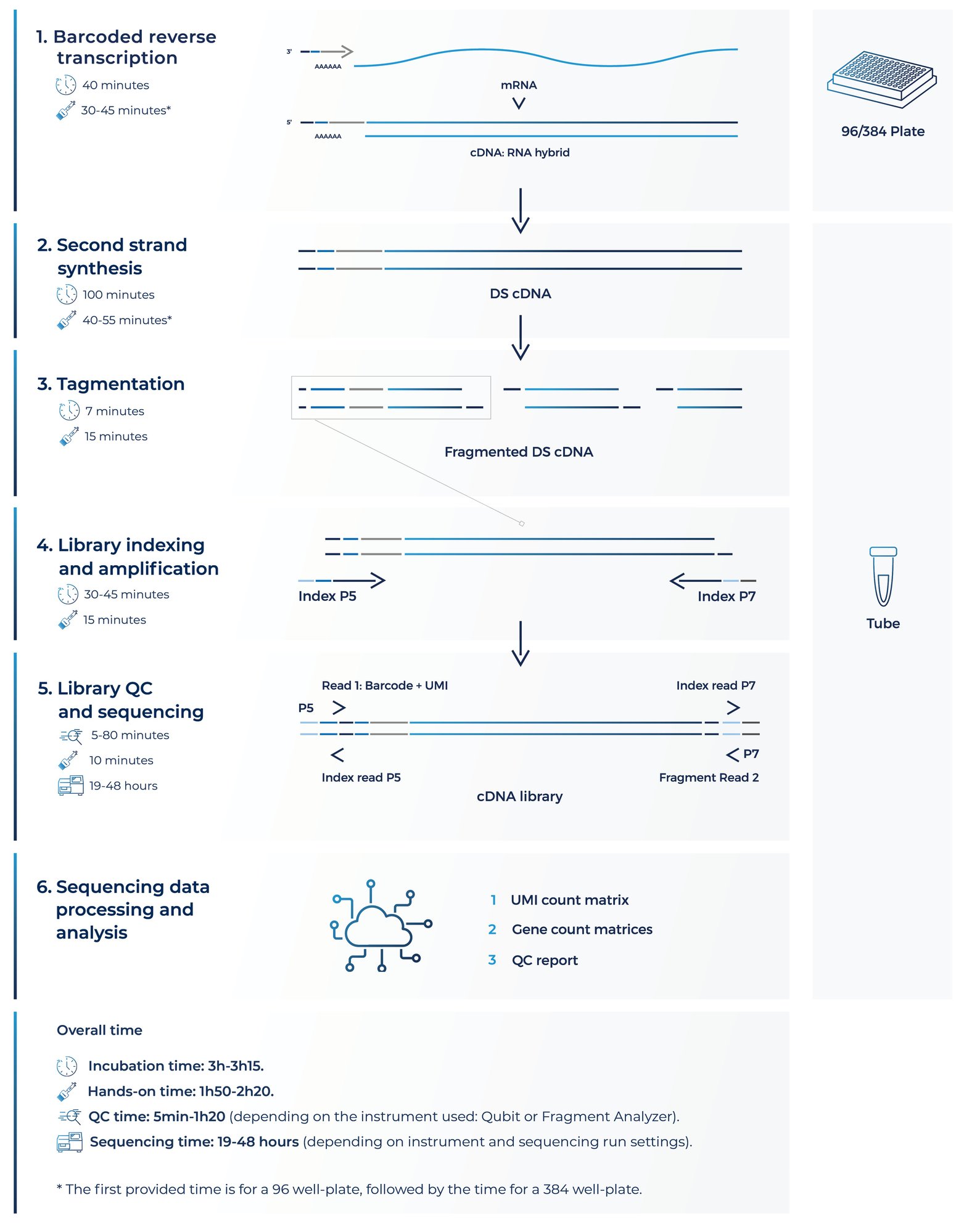 HS BRB-seq workflow-3 HS BRB-seq workflow-3