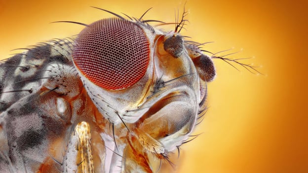 Large-scale RNA-seq series Ep. 4: BRB-seq uncovers novel features of fruit fly embryogenesis image