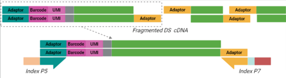 cDNA library