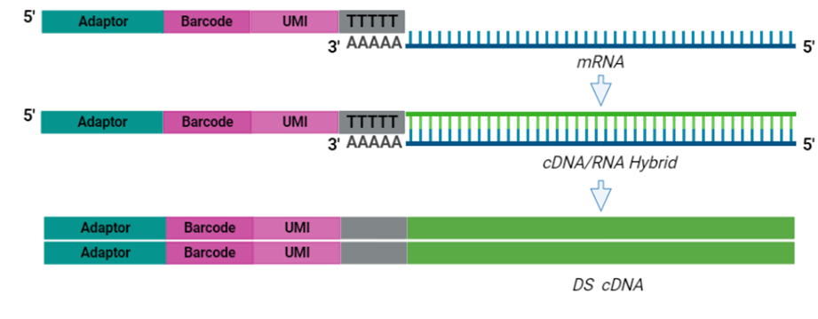 BRB-Seq workflow