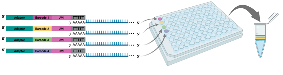 BRB Seq cDNA Library preparation