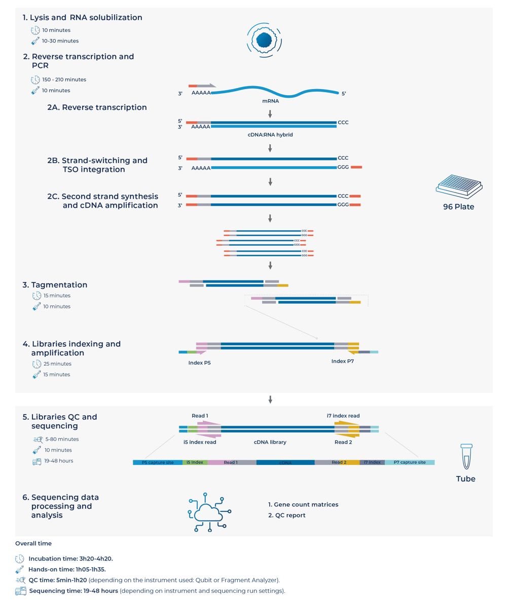 Low-input FLASH-seq-1