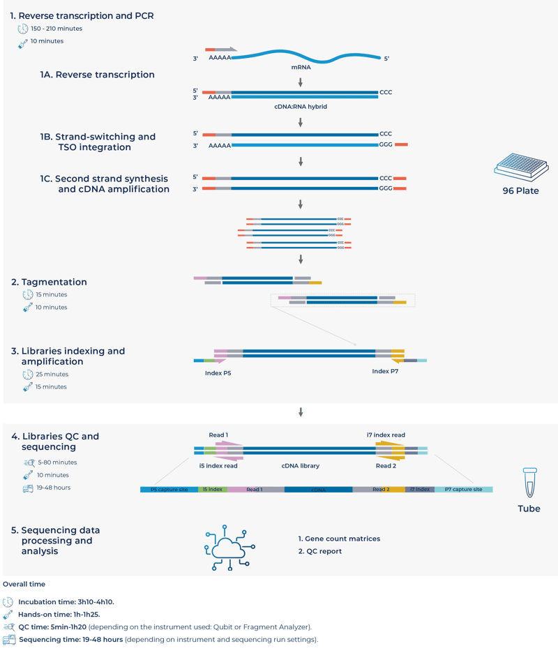 Low-input FLASH-seq-3-1