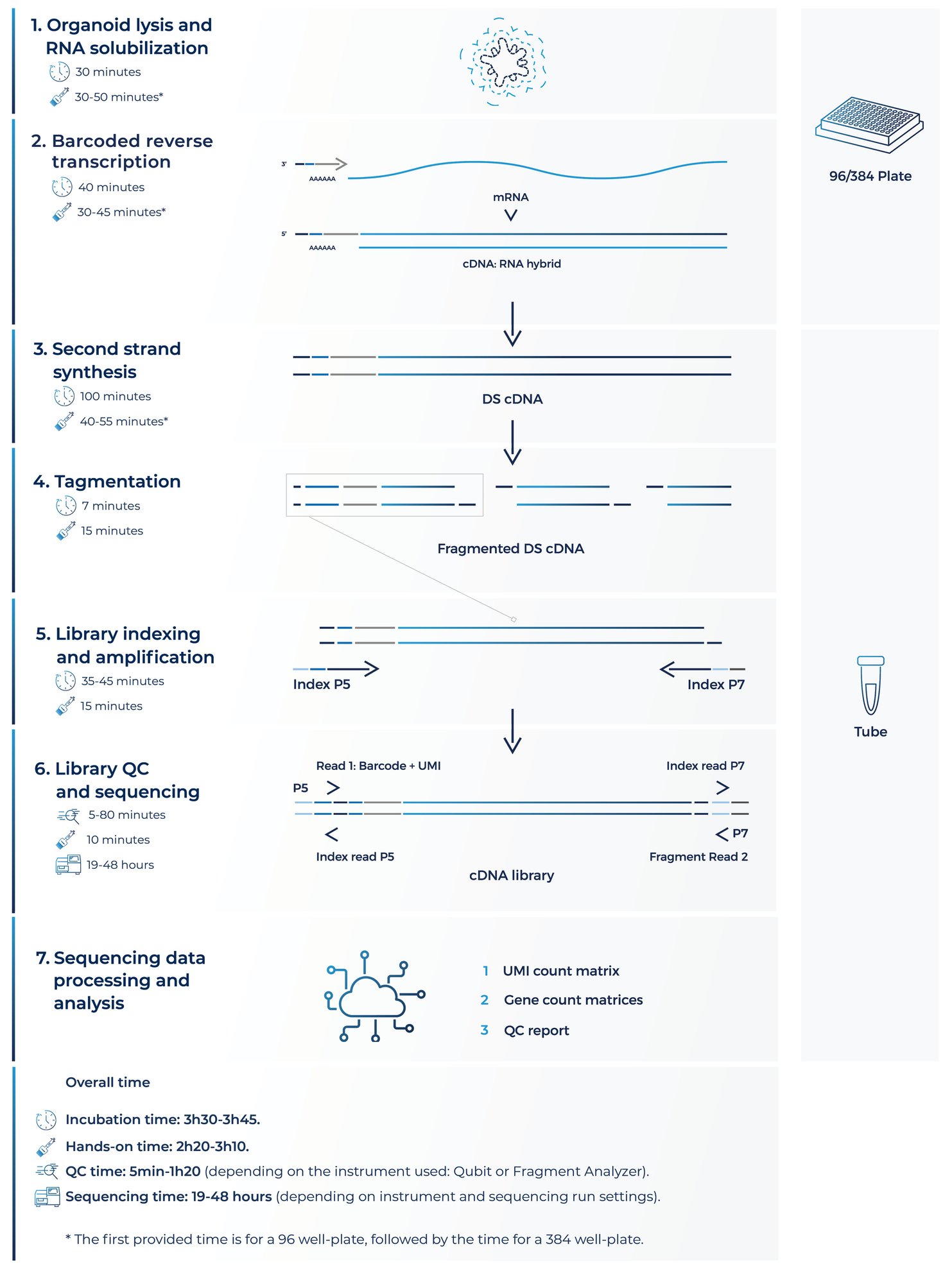 Organoid DRUG-seq workflow-1 Organoid DRUG-seq workflow-1