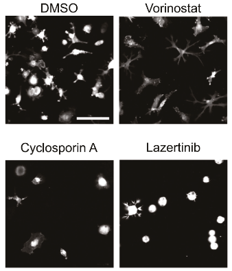 A collage of images of cells

AI-generated content may be incorrect.