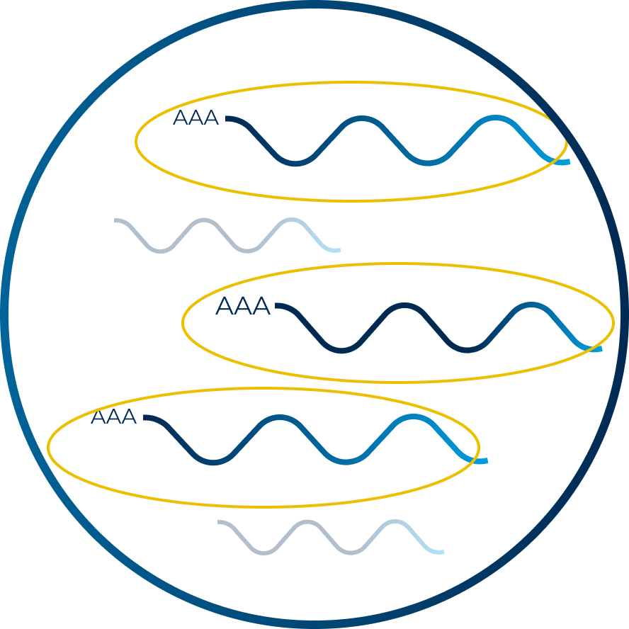 Full-Length-sequencing-icon