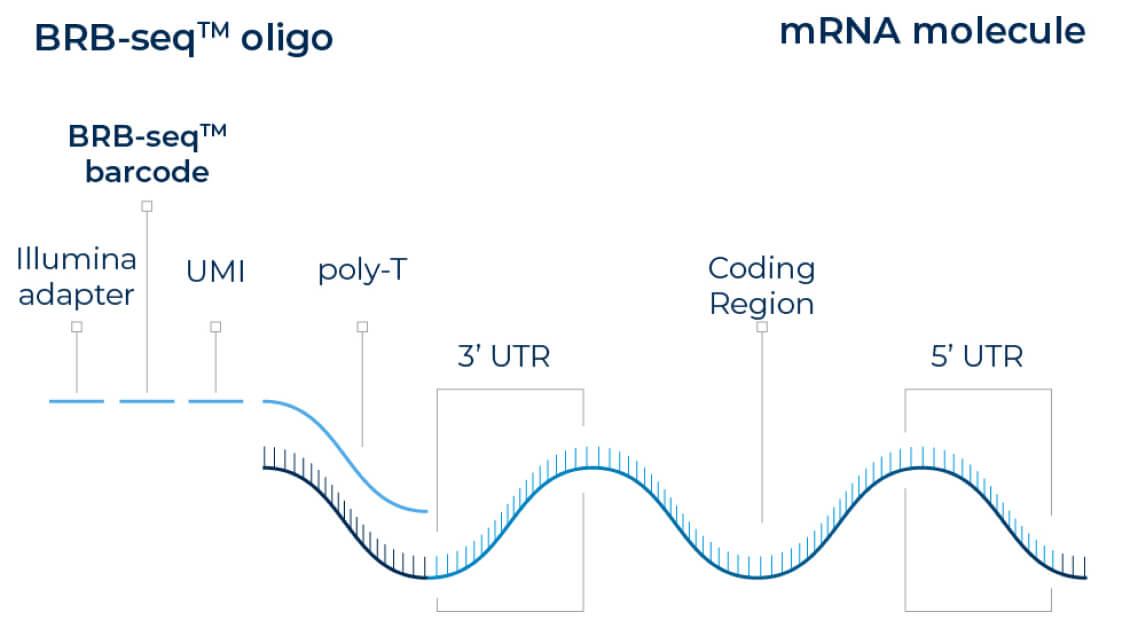 diagram-mrna_molecule@2x